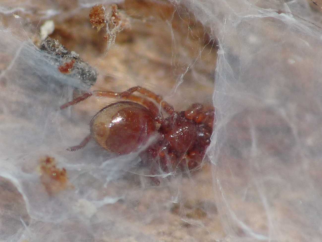 Ragnetti rossi; Silhouettella loricatula (Oonopidae)